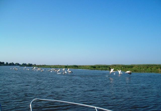 Doar ...  NATURA - sany0587.JPG